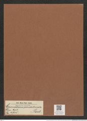 Coscinodiscus pseudolineata Pant. (de-Toni-Nr.: Genus 202, Species 4905) Zeichnungen Sammlung Grunow Mappe 04736 (Herbarium_W_Grunow_drawings_Folder_04736)